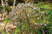 10 Heracleum sphondylium (Panace)
